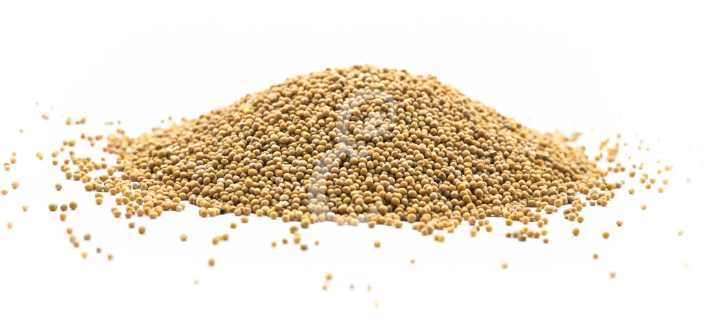 MOSTARDA AMARELA GRAO (canada)