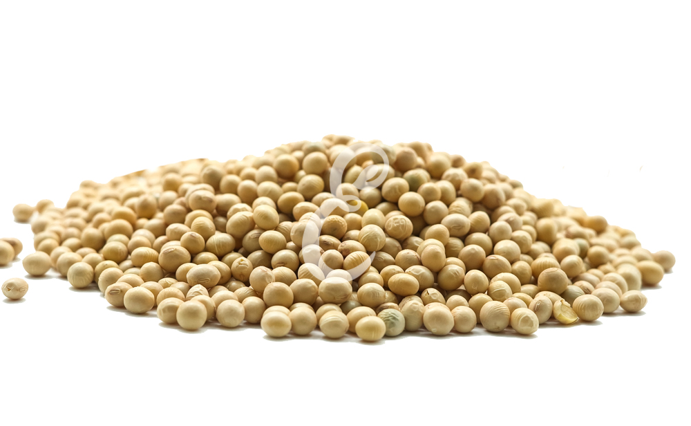 SOJA EM GRÃO