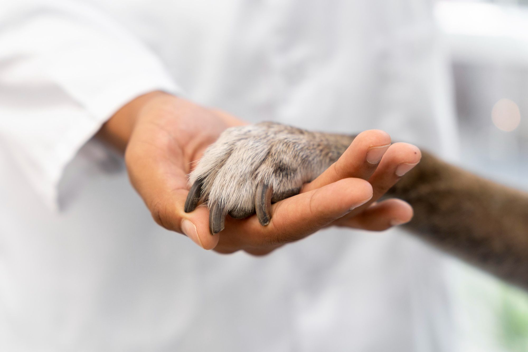 Quanto custa uma contabilidade por mês para médicos veterinários?