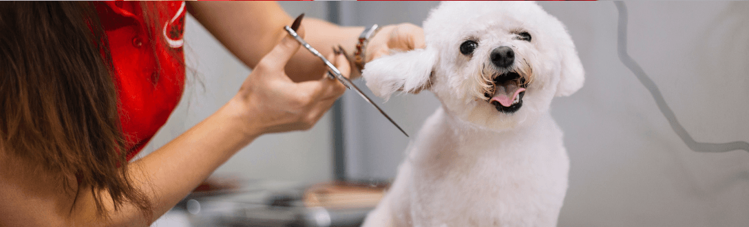 CNAE 9609-2/08 – Tosador de animais domésticos independente: pode ser MEI? quanto paga e quando desenquadrar do MEI