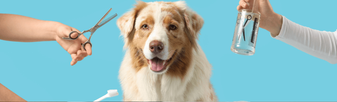 CNAE 9609-2/08 – Higiene e embelezamento de animais domésticos: pode ser MEI? quanto paga e quando desenquadrar do MEI