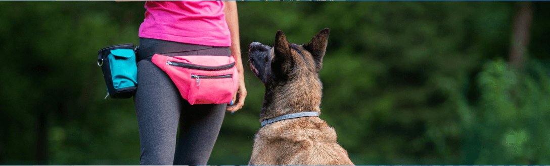 CNAE 8011-1/02 – Adestrador(a) de cães de guarda: pode ser MEI? quanto paga e quando desenquadrar do MEI