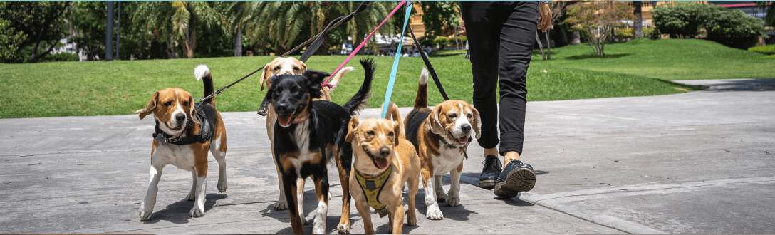 CNAE 9609-2/08 – Pet sitter independente: pode ser MEI? quanto paga e quando desenquadrar do MEI