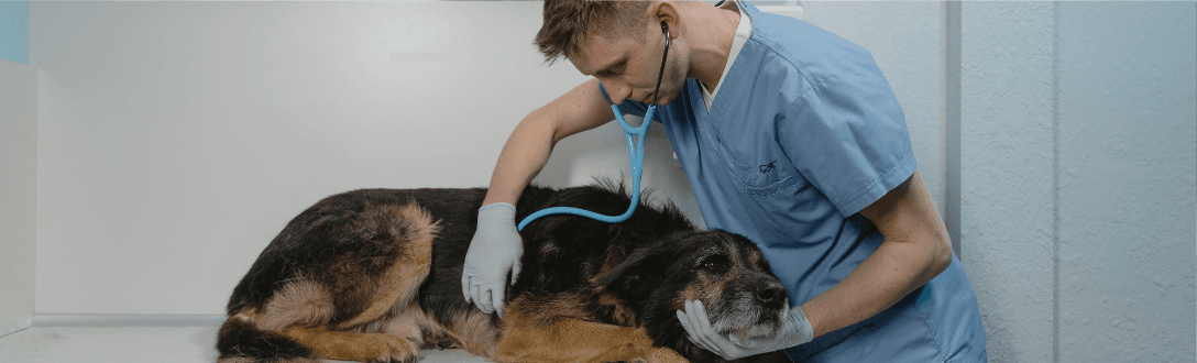Veterinário pode ser MEI? Descubra como abrir empresa