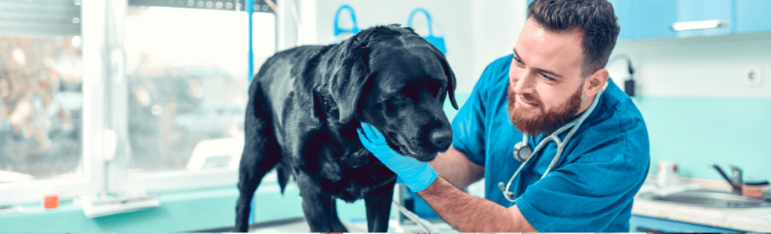 Quanto um veterinário paga de imposto? Veja a tributação como autônomo, Simples Nacional e Lucro Presumido.