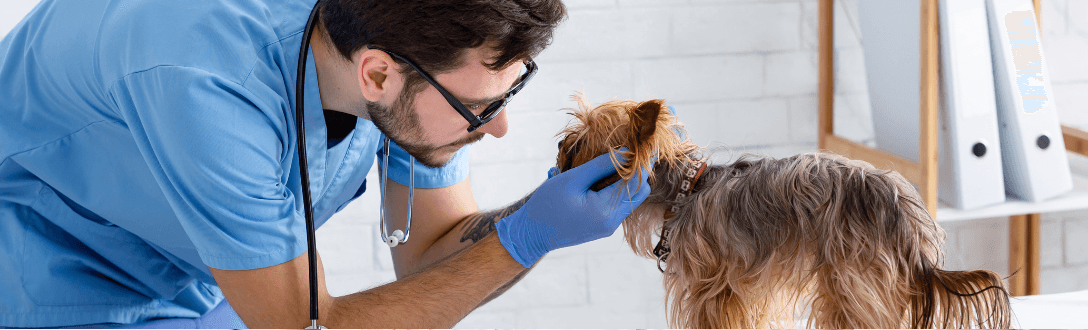 Veterinário recém-formado: onde trabalhar e o que fazer para ganhar dinheiro