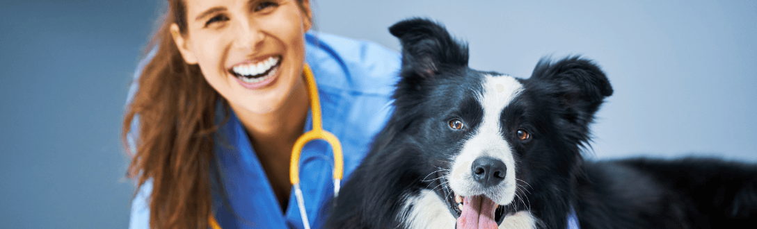 Quanto uma clínica veterinária paga de imposto? Veja a tributação como autônomo, Simples Nacional e Lucro Presumido.