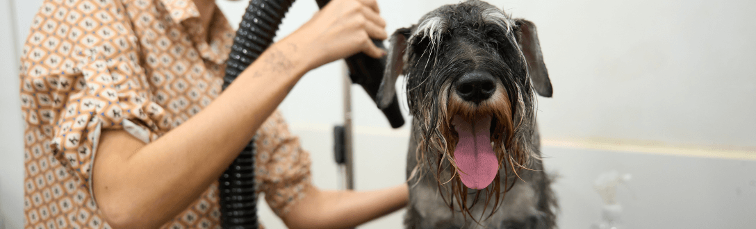 CNAE 9609-2/08 – Higiene e embelezamento de animais domésticos: Simples Nacional, MEI e abertura de empresa