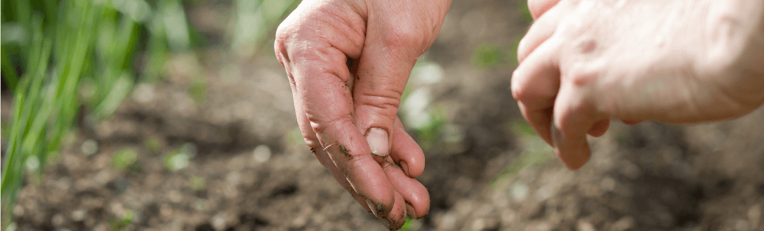 CNAE 0121-1/01 – Horticultura, exceto morango: pode ser MEI? quanto paga e quando desenquadrar do MEI