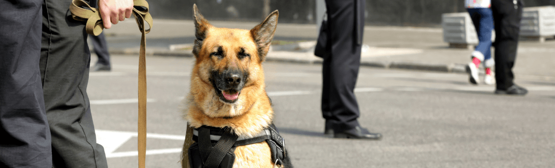 CNAE 8011-1/02 – Serviços de adestramento de cães de guarda: Simples Nacional, MEI e abertura de empresa