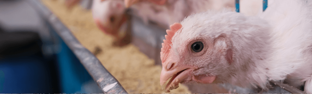 CNAE 4724-5/00 – Vendedor de aves vivas, coelhos e pequenos animais para alimentação: pode ser MEI? quanto paga e quando desenquadrar do MEI
