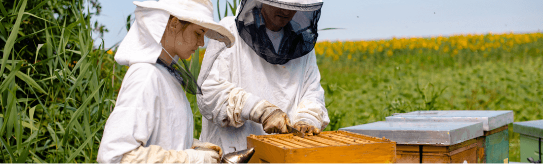 CNAE 0159-8/01 – Apicultura: pode ser MEI? quanto paga e quando desenquadrar do MEI
