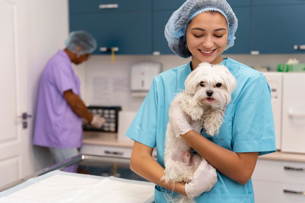 Sou veterinário em SP: Qual o custo mensal de um contador?