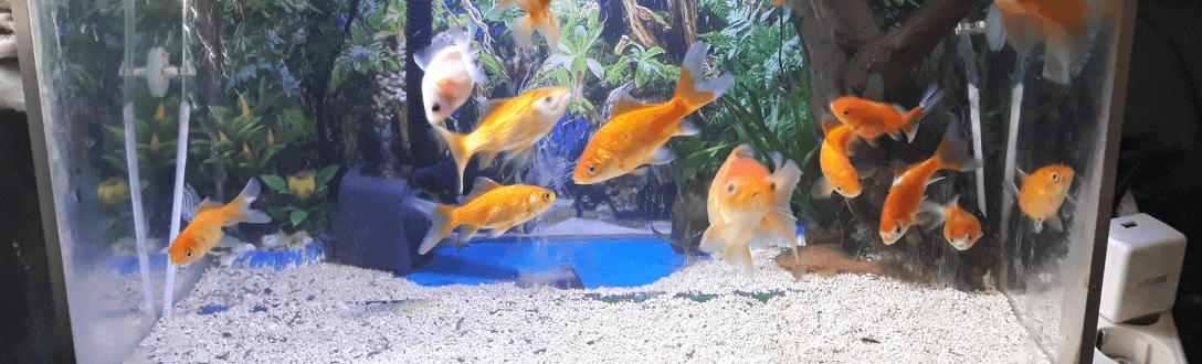 CNAE 0322-1/04 – Criação de peixes ornamentais em água doce: pode ser MEI? quanto paga e quando desenquadrar do MEI