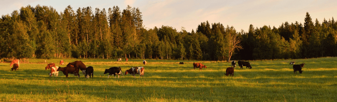 CNAE 4611-7/00 – Representantes comerciais e agentes do comércio de matérias-primas agrícolas e animais vivos: enquadramento no Simples Nacional, Fator R e como abrir seu CNPJ Introdução
