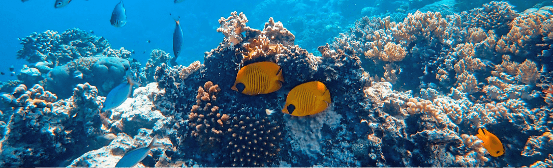 CNAE 0321-3/04 – Criação de peixes ornamentais em água salgada e salobra: pode ser MEI? quanto paga e quando desenquadrar do MEI