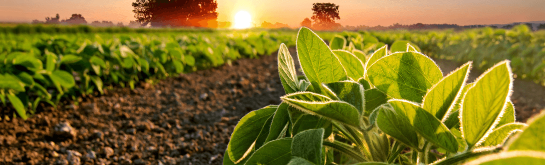 CNAE 1099-6/99 – Fabricação de produtos alimentícios à base de soja: pode ser MEI? quanto paga e quando desenquadrar do MEI