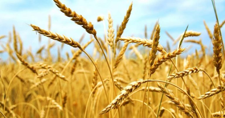 Não só de pão viverá o ser humano (Mateus 4,1-11) [Ildo Bohn Gass]