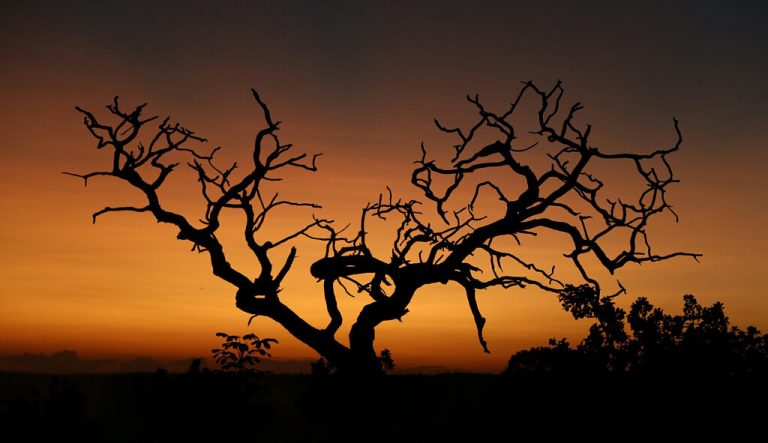 Cuidado com os biomas brasileiros é tema da Campanha da Fraternidade 2017