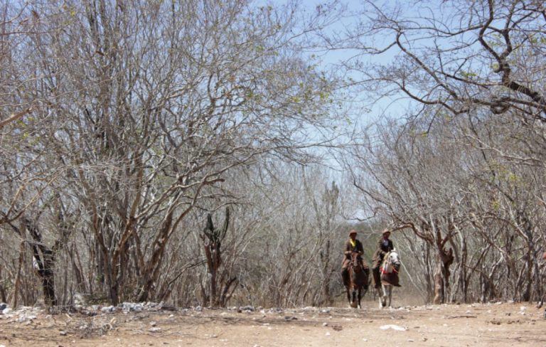 Os desafios e iniciativas sustentáveis da Igreja e da sociedade no combate à desertificação e a seca
