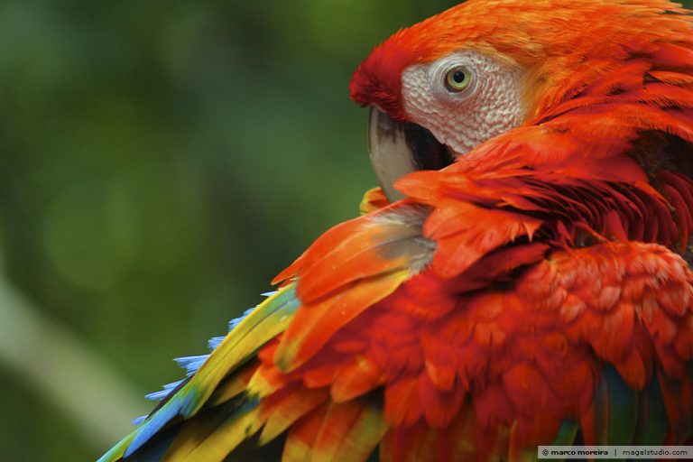 Por que negligenciamos um projeto para proteger a Amazônia?