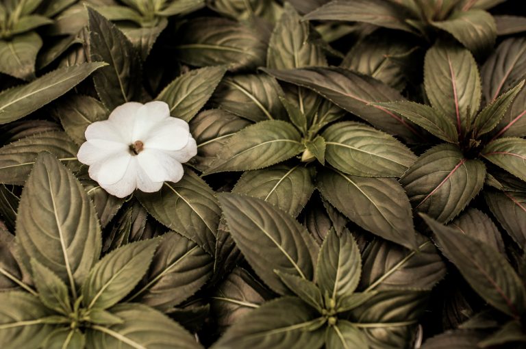 reflexao-do-evangelho-cebi