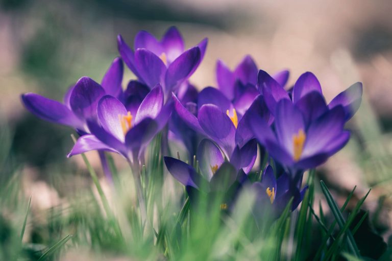 Advento: confira a reflexão do evangelho