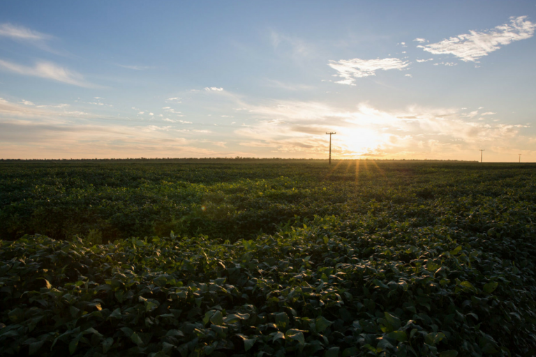 Terra à vista no Matopiba