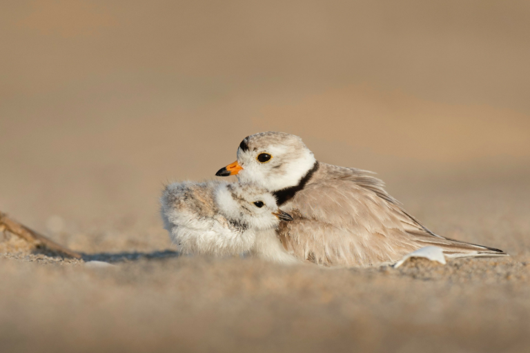 Meditação da Semana: Viver é cuidar