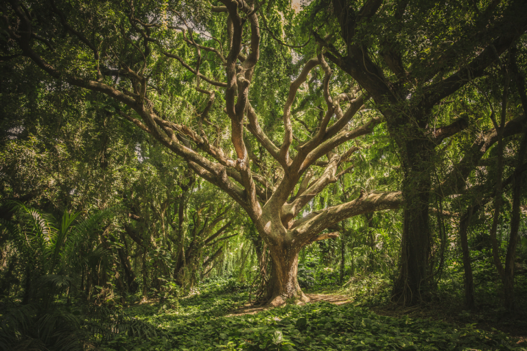 Evangelho da semana: Ecologia interior