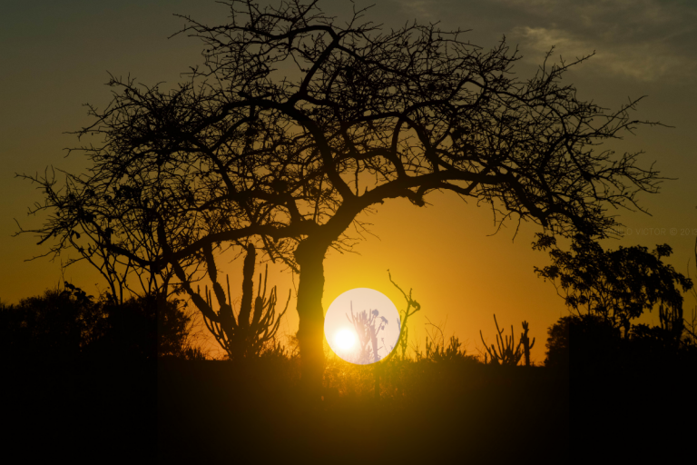 Ser tão sertão e o Cerrado brasileiro