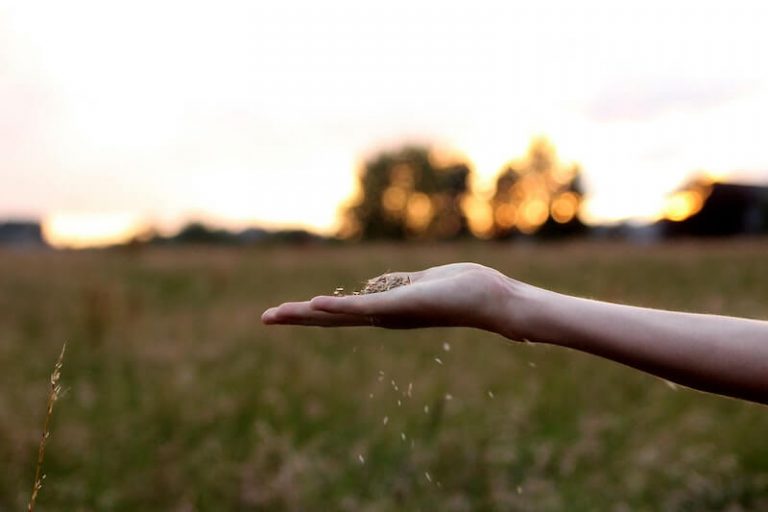 Reflexão do Evangelho: A semente que cai em diferentes solos