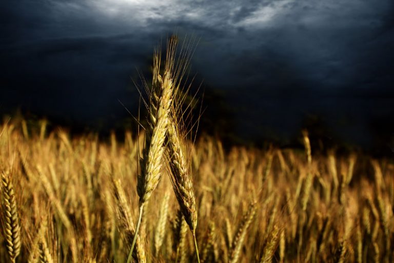 Reflexão do Evangelho: Joio e trigo crescem juntos