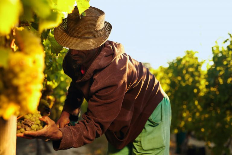 Reflexão do Evangelho: A vinha é boa... Os chefes é que são ruins