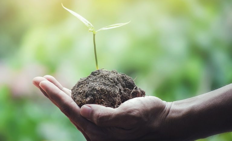 Igrejas evangélicas fazem plantio de árvores pelo Brasil