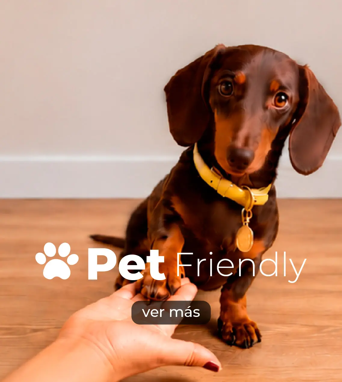 pet friendly-chc-mascotas en chc.cl