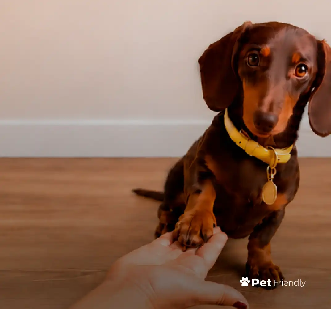 pet friendly-chc-mascotas en chc.cl