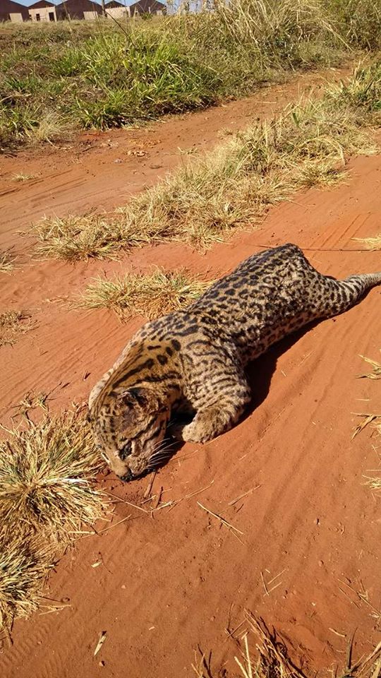 Agora: Encontraram uma onça morta na saída para Chapadão do Sul