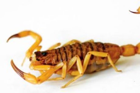 Ataques de escorpiões crescem 621% em Campo Grande. Em Costa Rica alguns casos