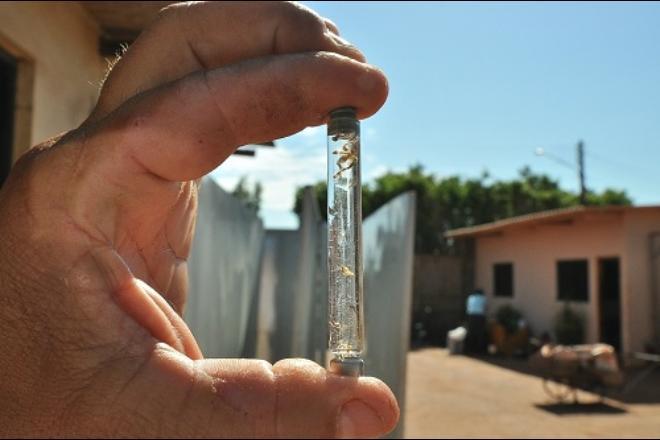 Menino de 9 anos morre vítima da dengue em Campo Grande