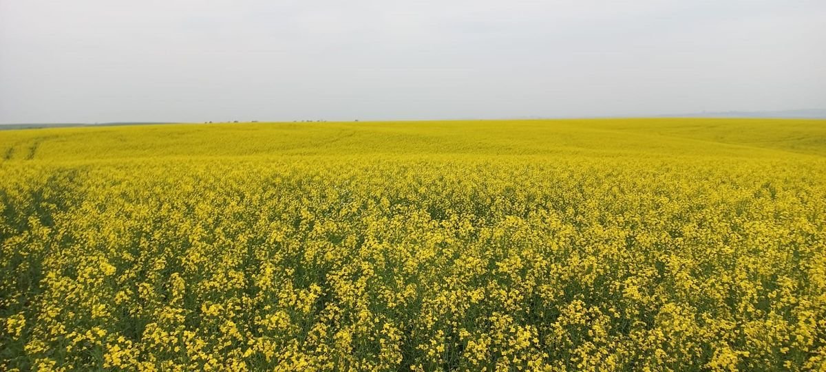 Agricultores de Linha Duas, interior de Ibirubá,  seguem apostando na canola