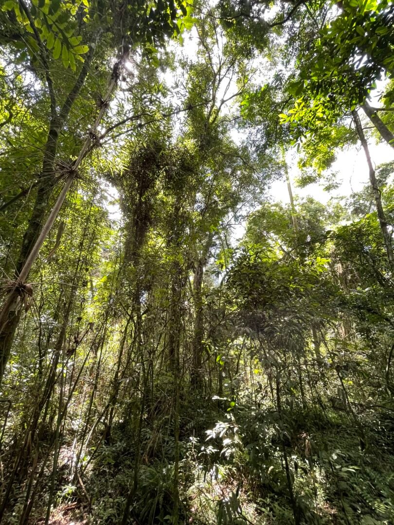 Projeto Trilha Ecológica do IFRS de Ibirubá ensina importância da preservação ambiental