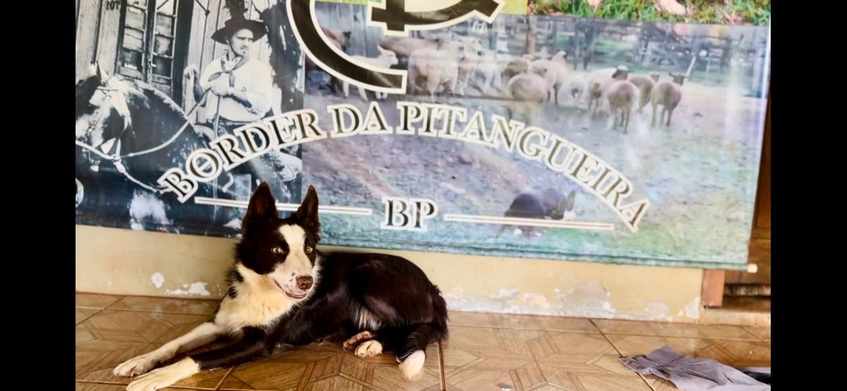 De Ibirubá para o Brasil: cães campeões mostram o poder do adestramento no campo