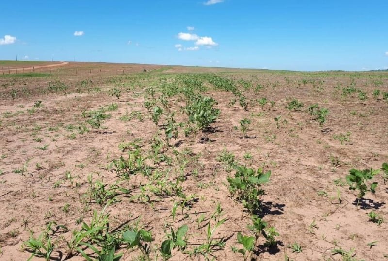 Vazio sanitário da soja e os desafios da agricultura na região do Alto Jacuí