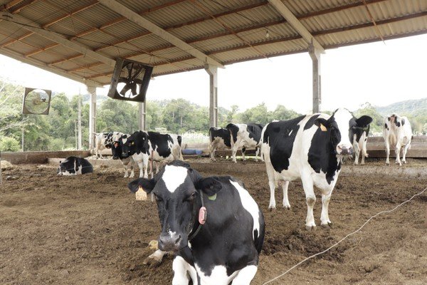 Ibirubá reforça mobilização para Declaração Anual de Rebanho e alerta produtores sobre prazo