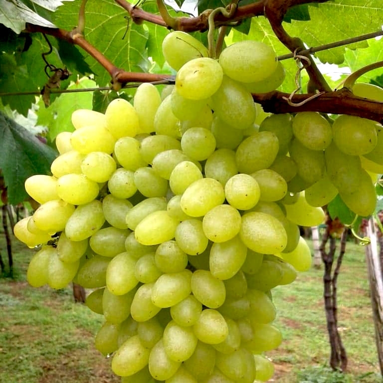 02-A viticultura vem ganhando cada vez mais espaço no turismo rural de Urânia