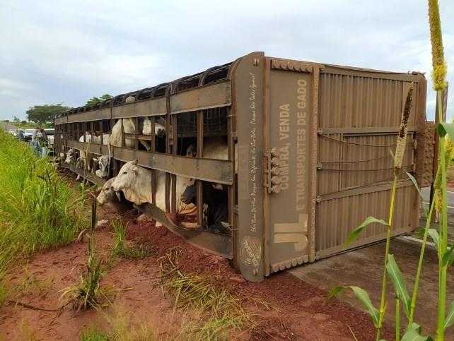 Caminhão carregado com gado tomba e interdita parcialmente a rodovia Antônio Auduíno