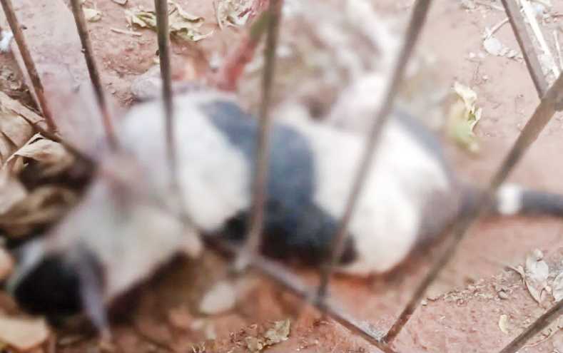 Mulher é autuada em R$ 15 mil por maus-tratos a cães em Santana da Ponte Pensa