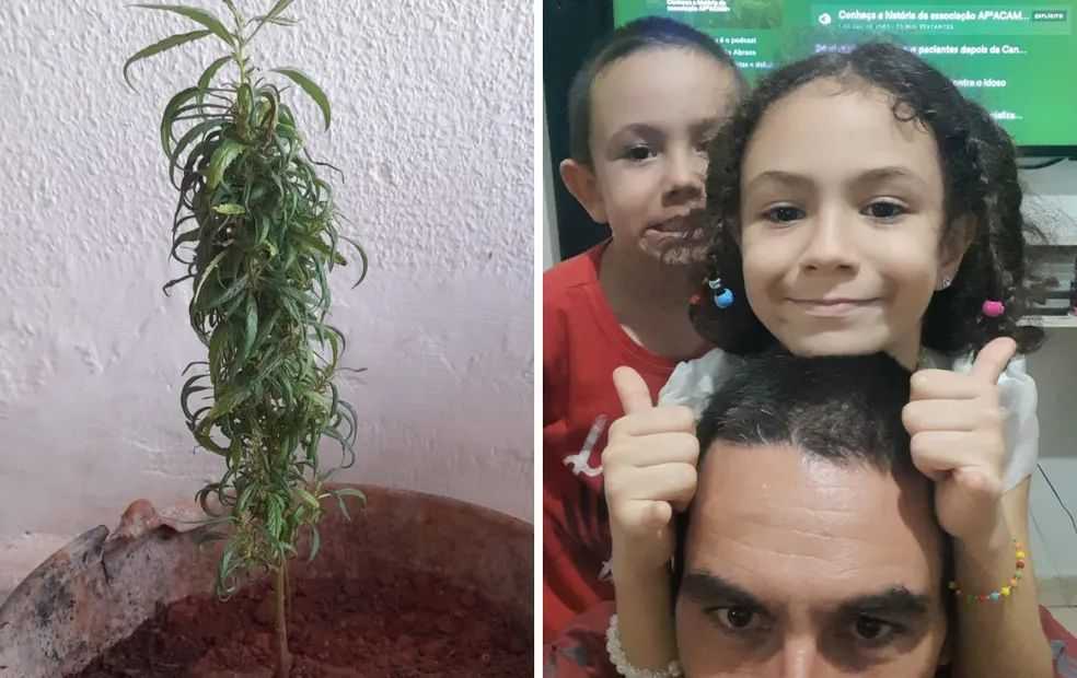 Justiça autoriza psicólogo de Santa Fé do Sul a plantar cannabis para tratamento de epilepsia da filha