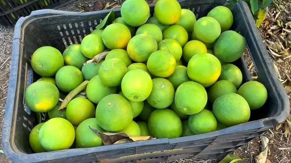 Jales sediará evento de aplicação de defensivos para produtores de laranja